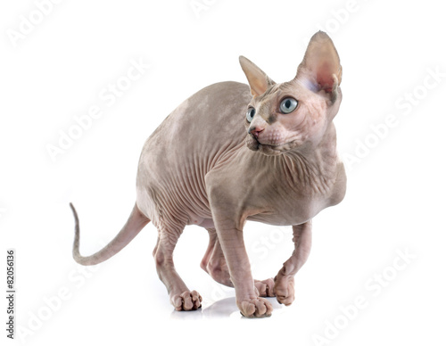 Sphynx Hairless Cat