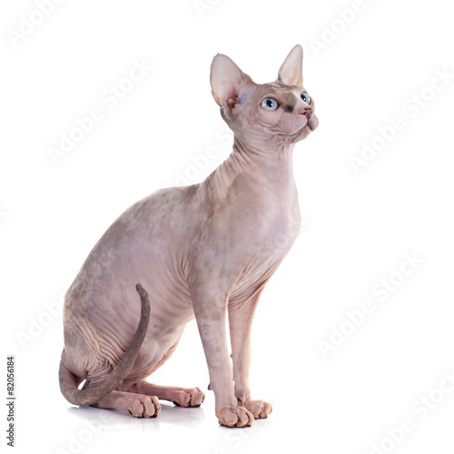 Fototapeta Naklejka Na Ścianę i Meble -  Sphynx Hairless Cat