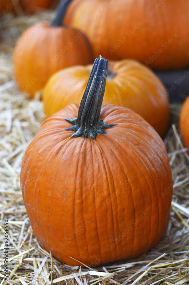 Pumpkin. Pumpkin.