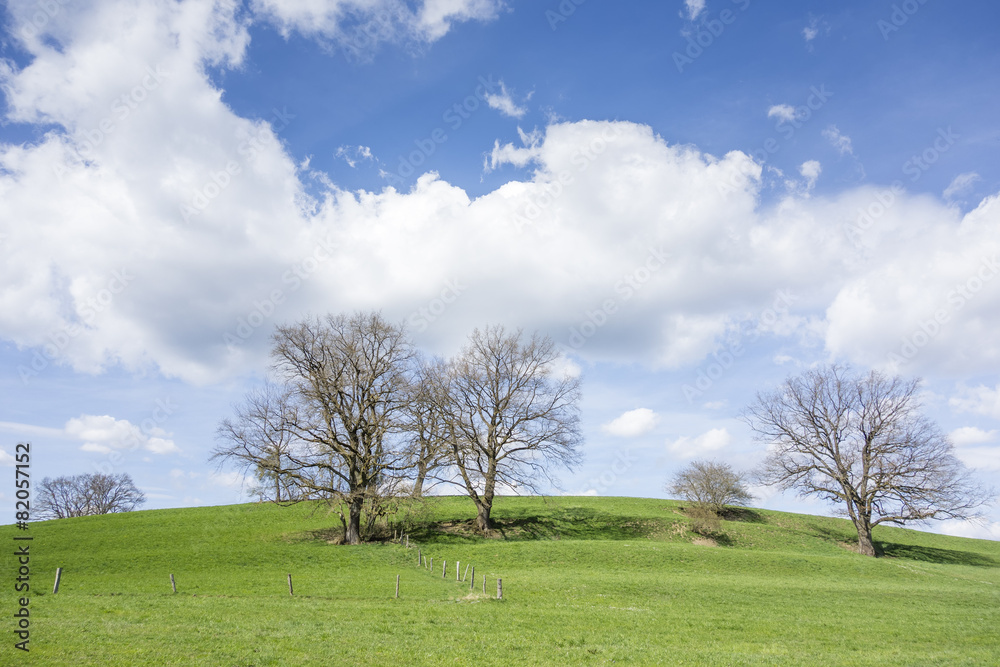 trees and clouds