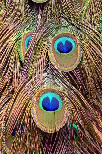 colorful peacock feathers background