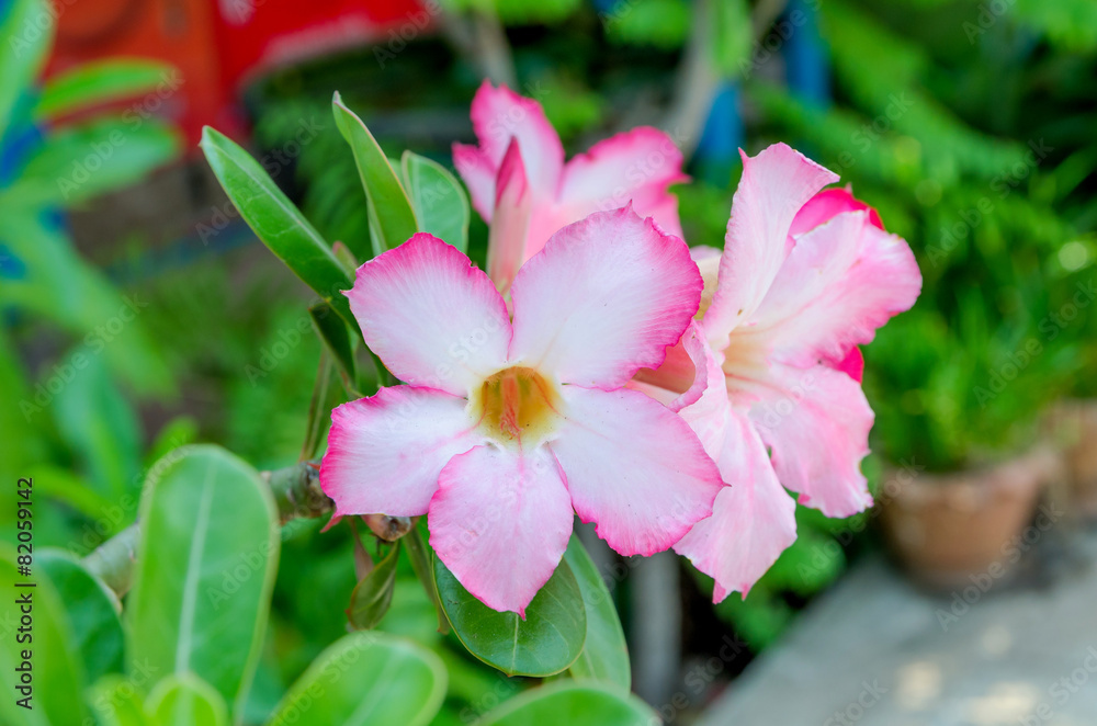 Adenium obesum pink flower (Desert Rose; Impala Lily; Mock Azale Adenium obesum pink flower (Desert Rose; Impala Lily; Mock Azale