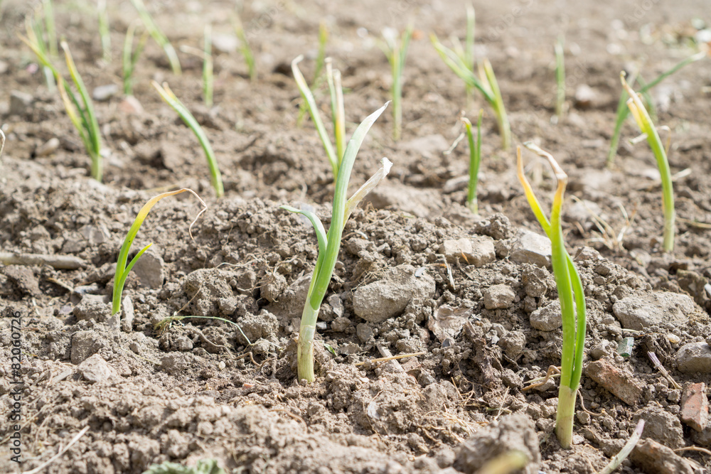 Onion plantation array, focus on foreground, side view Onion plantation array, focus on foreground, side view