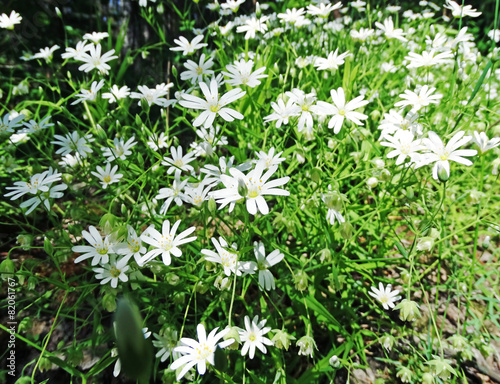 spring forest and field of flowers