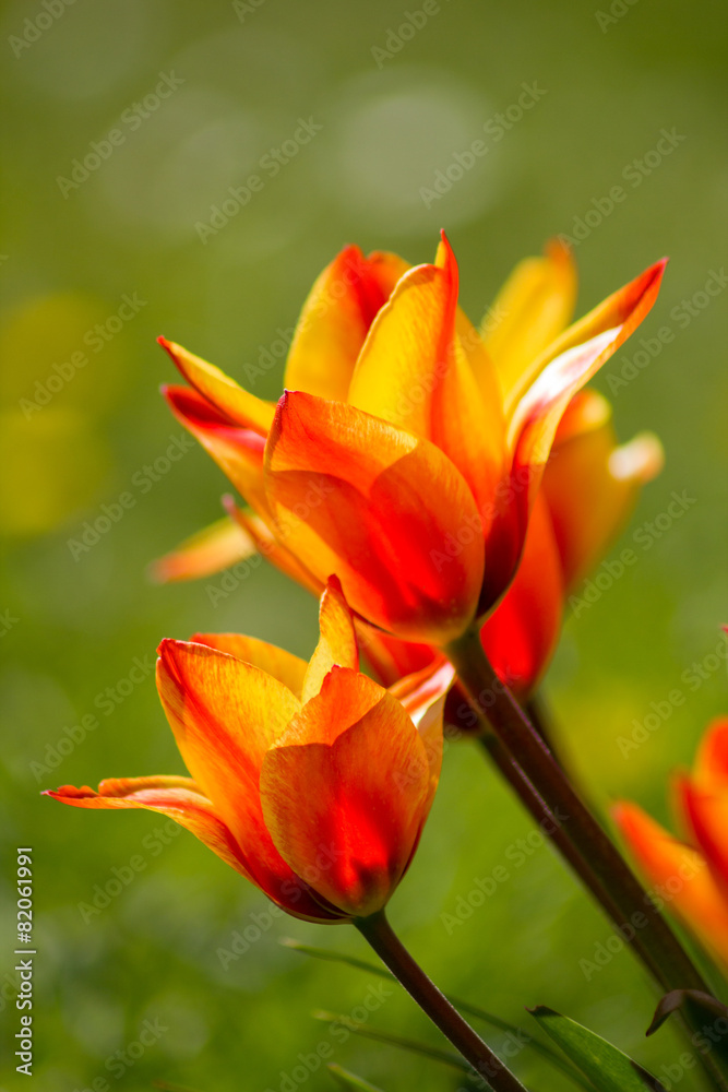 Tulpen 