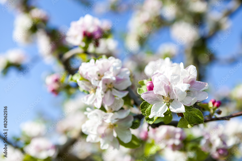 Spring Spring