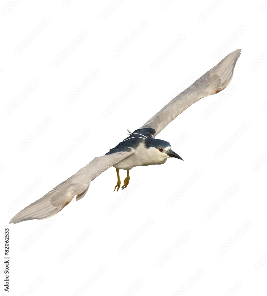 Fototapeta premium Black-crowned Night Heron