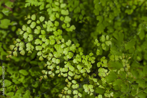 maidenhair fern, close up texture of maidenhair fern in nature