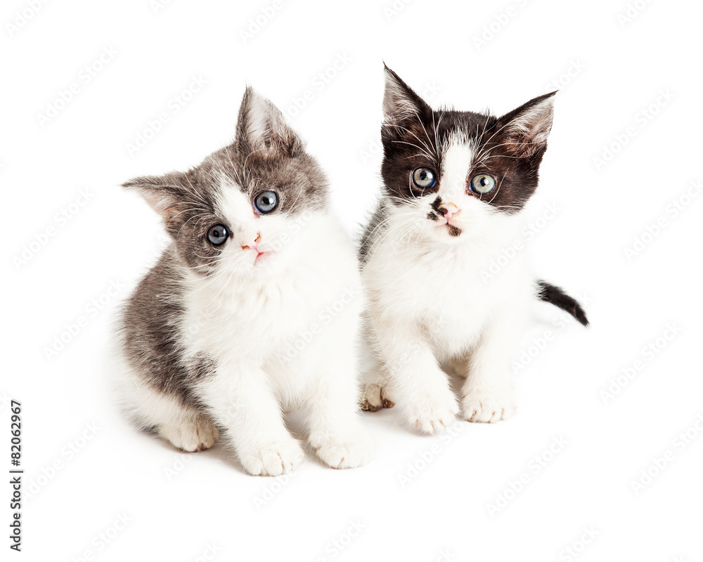 Two Cute Kittens Looking Forward Together