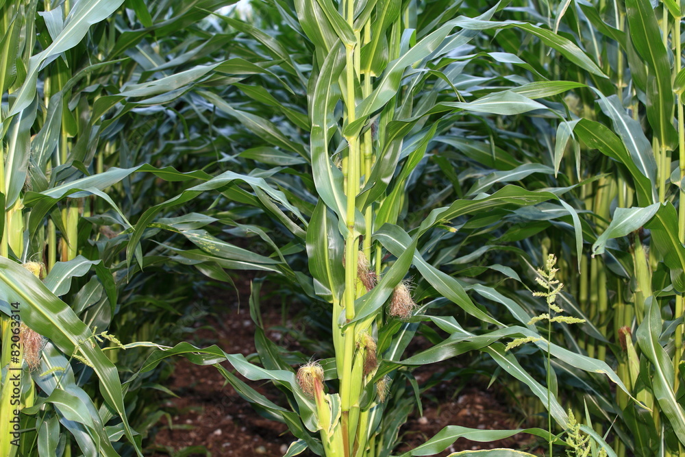 Obraz premium Maisanbau
