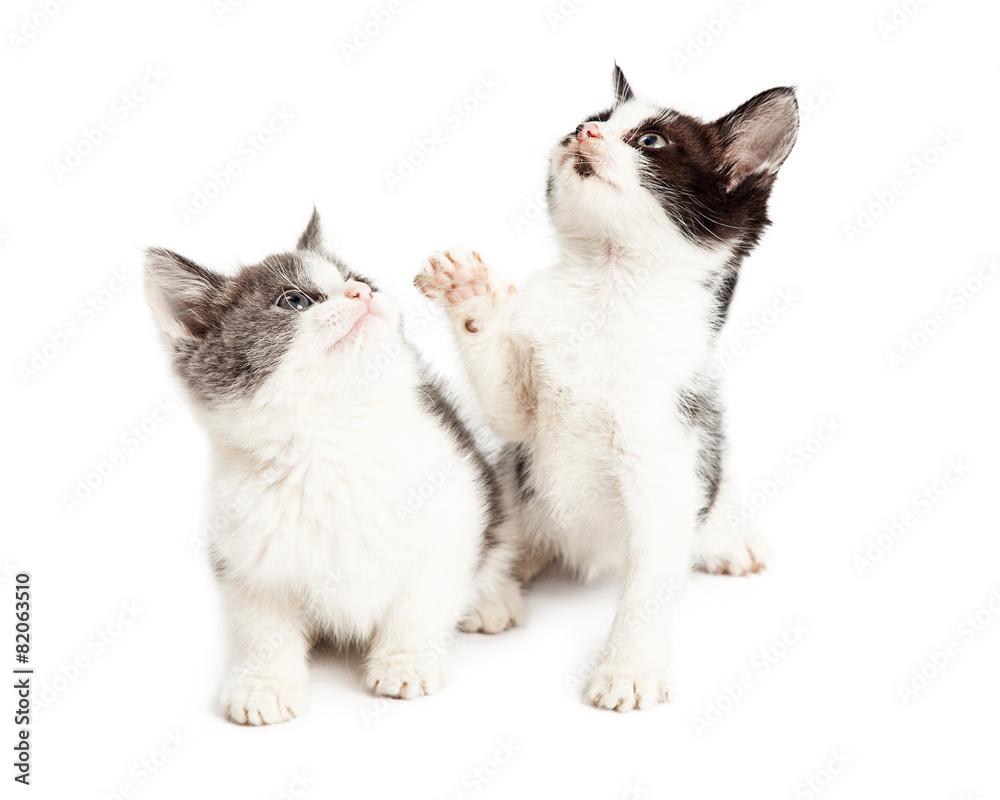 Two Playful Kittens Sitting Together