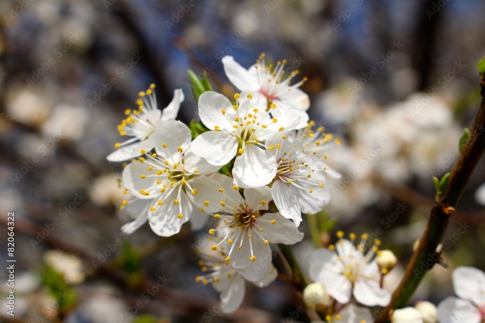 Kirschblüten