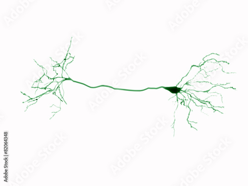 Pyramidal neuron