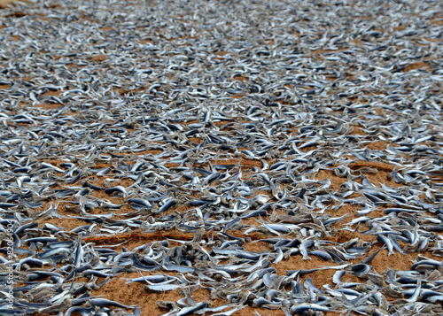 dried pices of fish on the beach in tropical summer photo