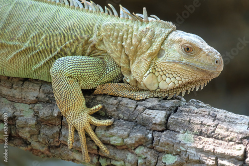 Iguana dragon on the ground