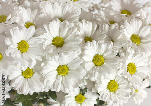 A photo of a flower background of many white daisies