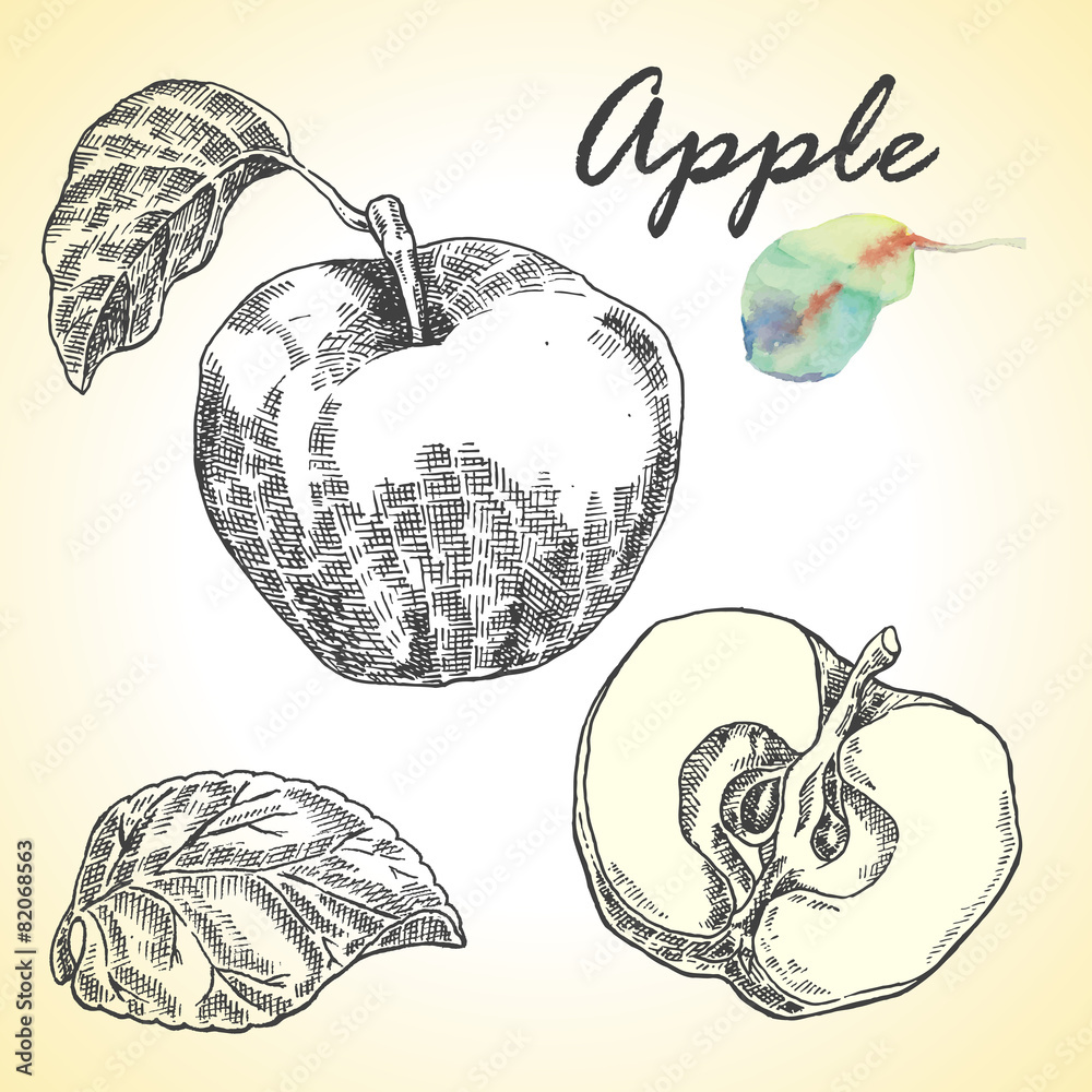 Collection of highly detailed hand drawn apples. Vector