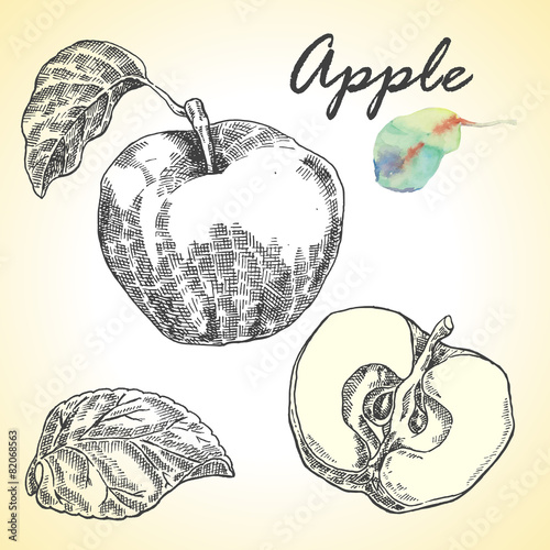 Fototapeta Naklejka Na Ścianę i Meble -  Collection of highly detailed hand drawn apples. Vector