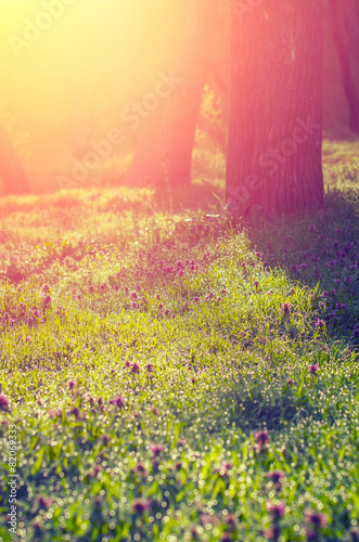 Morning sun rays fall on the green grass with dew in the light m