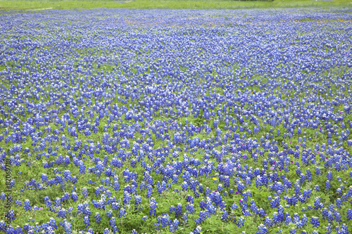 Fototapeta Naklejka Na Ścianę i Meble -  A field of many Texas Bluebonnets