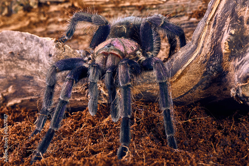 tarantula Phormictopus sp purple photo