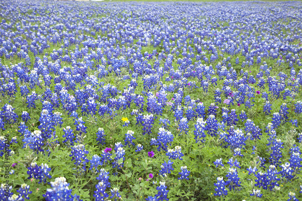 A field of Texas Bluebonnets