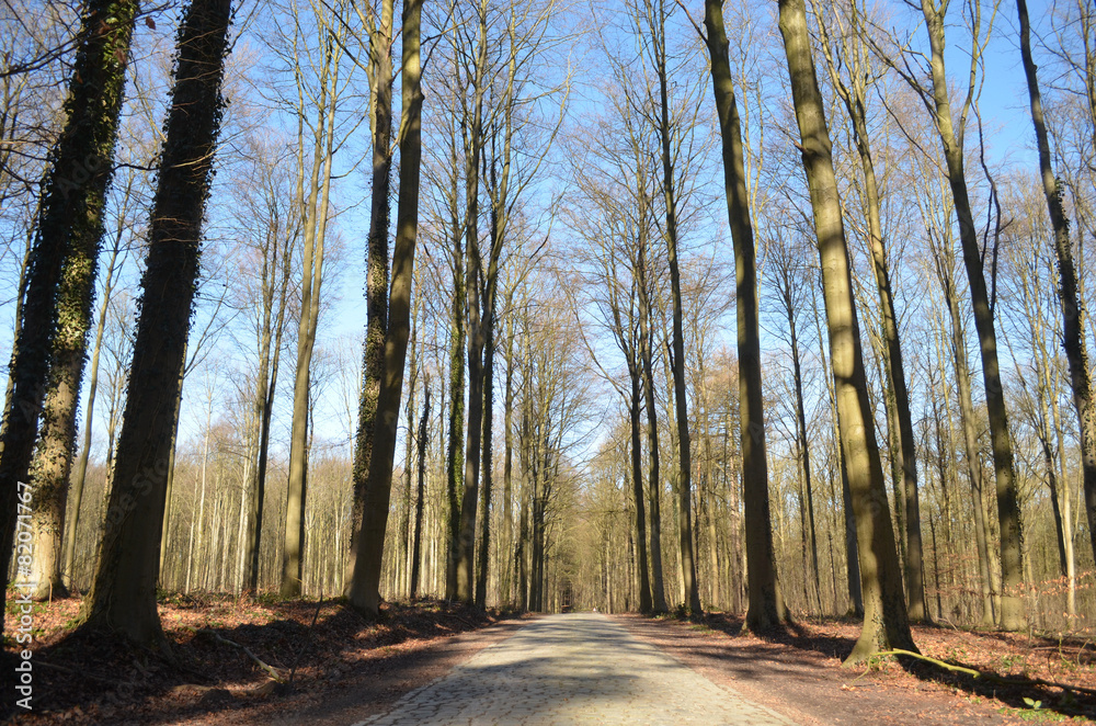 tall stems of beech forest in winter, Hallerbos