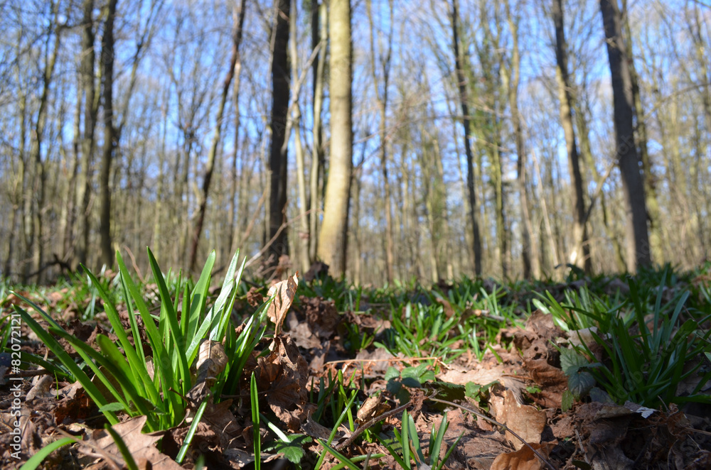 Hyacinth leaves on beech forest floor in spring, Hallerbos Hyacinth leaves on beech forest floor in spring, Hallerbos