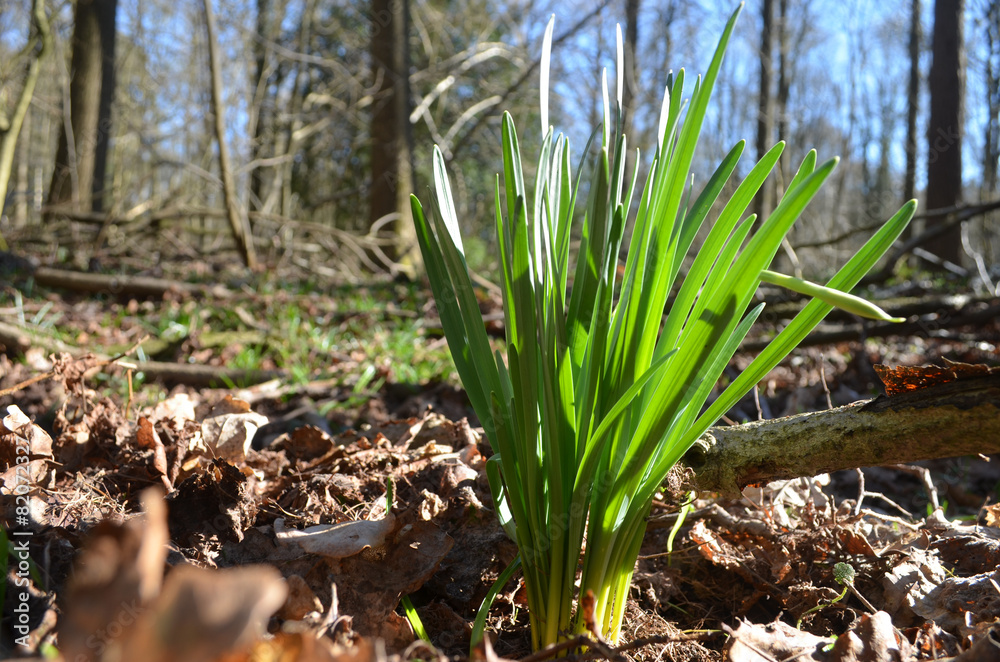 Fototapeta premium hyacinth leaves on beech forest floor in spring, Hallerbos