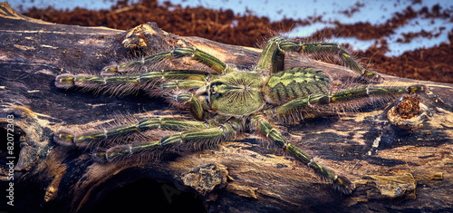 tarantula Poecilotheria rufilata