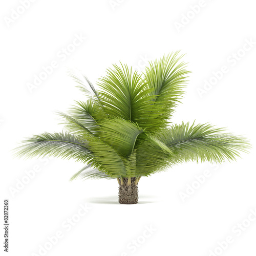 Palm tree isolated. Beccariophoenix