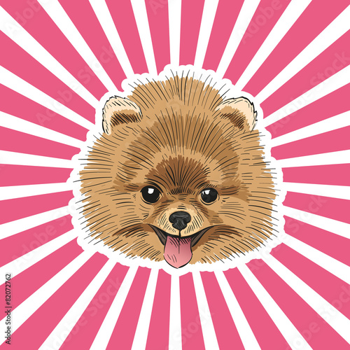 Spitz dog hand drawn, vector illustration