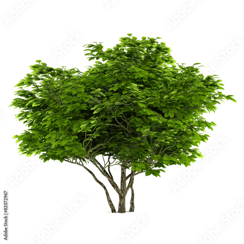 Exotic tree isolated