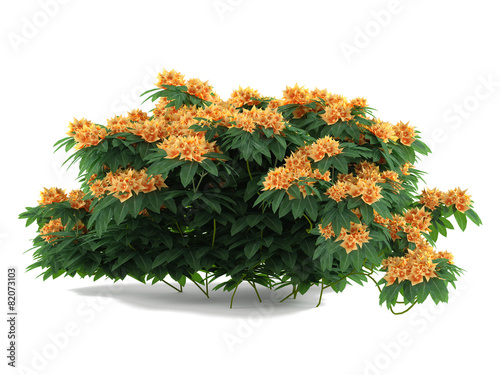 Wallpaper Mural Plant flower bush isolated. Torontodigital.ca