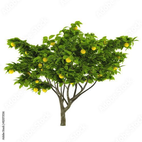 Valokuvatapetti Citrus lemon tree isolated