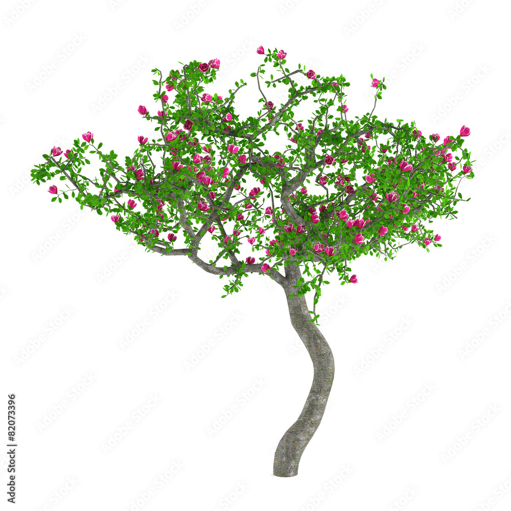 Fototapeta premium Flower trees. Decorative tree with pink flowers