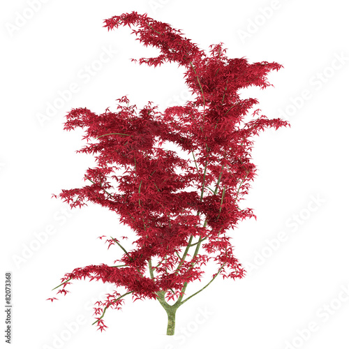 Exotic red tree with big leaves