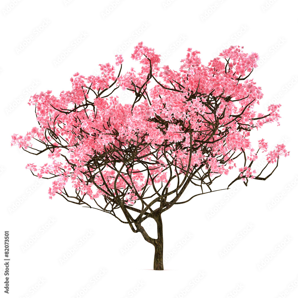 Fototapeta premium Sakura tree isolated