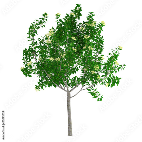 Young tree isolated