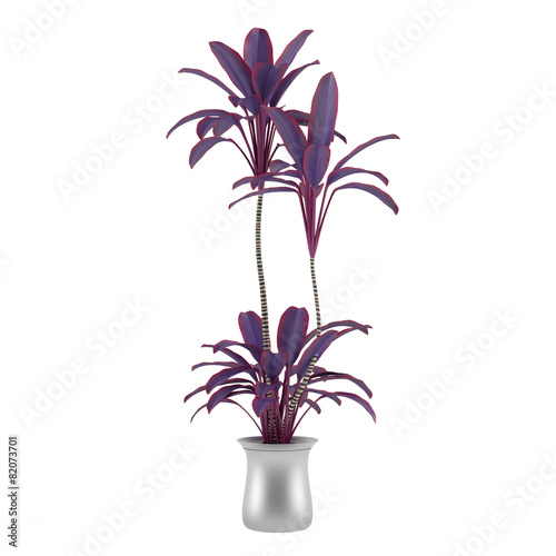 Exotic violet palm plant tree in the pot