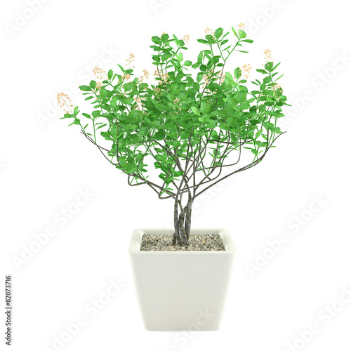 Green plant in the pot isolated