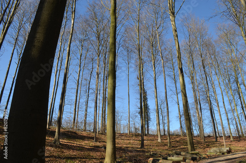 Beech forest on a hill in winter  Hallerbos