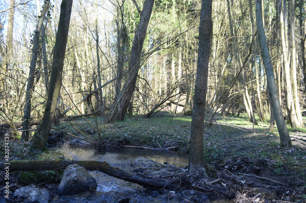 Fototapeta premium Streamside forest with golden-saxifrage in Hallerbos