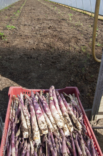 violet asparagus in Italy
