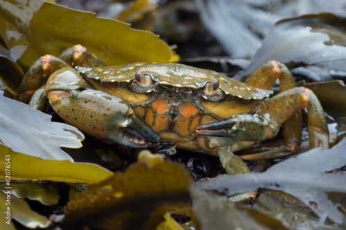 Green Shore Crab (carcinus maenus)