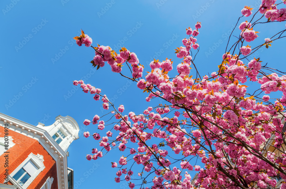 Fototapeta premium Straße mit Kirschblüte in der Bonner Altstadt