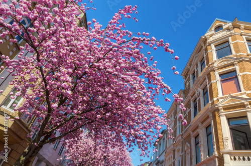Straße mit Kirschblüte in der Bonner Altstadt
