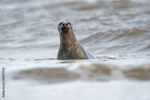 Atlantic Grey Seal (halichoerus grypus)