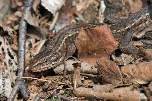 Viviparous Lizard (Zootoca Vivipara)