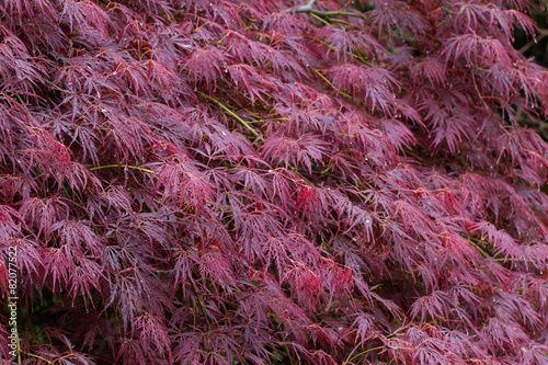 leaves of japanese maple acer palmatum